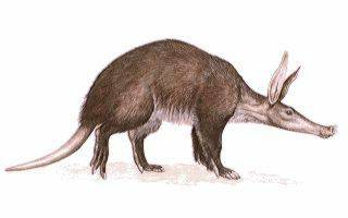 An aardvark