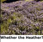 Heather