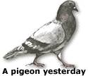 a pigeon