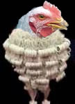 Legal Chicken