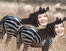 Catherine Zebra Clones